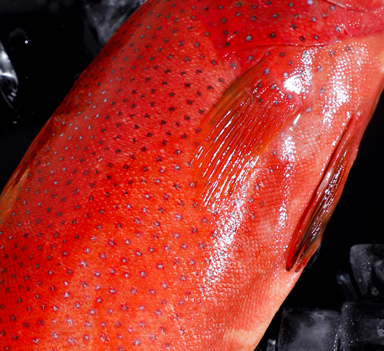 2斤/条 特大海捕急冻 新鲜速冻深海燕尾斑 红斑瓜子 1.9-2.