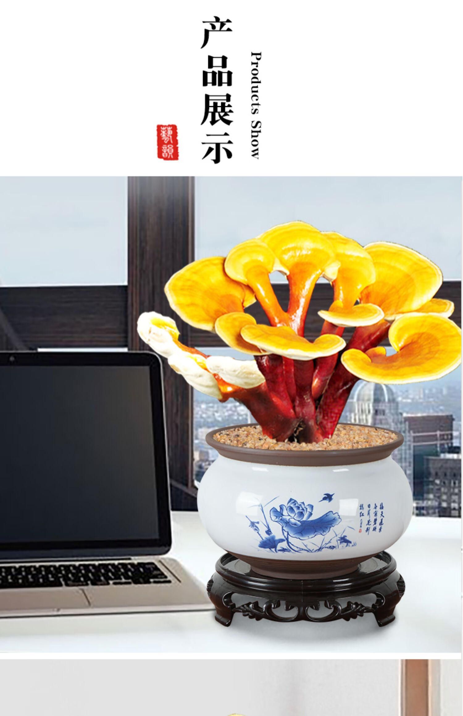 赤灵芝盆景创意盆栽活体种植客厅室内办公室四季常青桌面好养植物