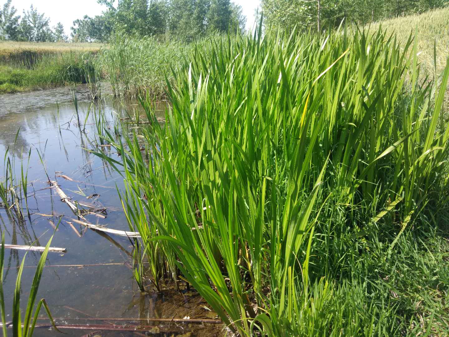 苗室外水生水培植物苗香蒲苗净化水质挺水植物 浅绿色 水菖蒲100棵 不