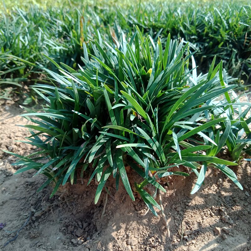 矮麦冬矮麦冬草玉龙草庭院别墅绿地被植物细叶麦冬矮麦冬草苗f1矮麦冬