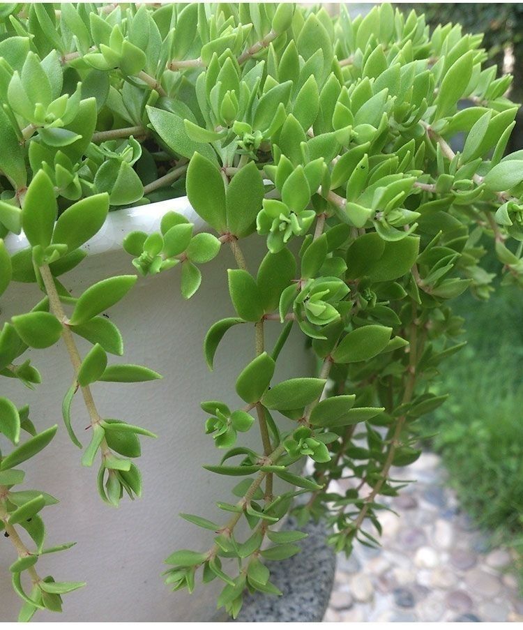 蓓弗正宗垂盆草用养肝护肝无公害野生吊兰盆栽花卉绿植四季常青2022