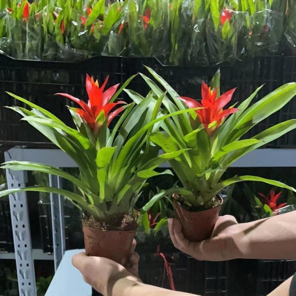 鸿运当头盆栽植物凤梨花苗水培花卉鲜花红星凤梨绿花植物水养室内2030