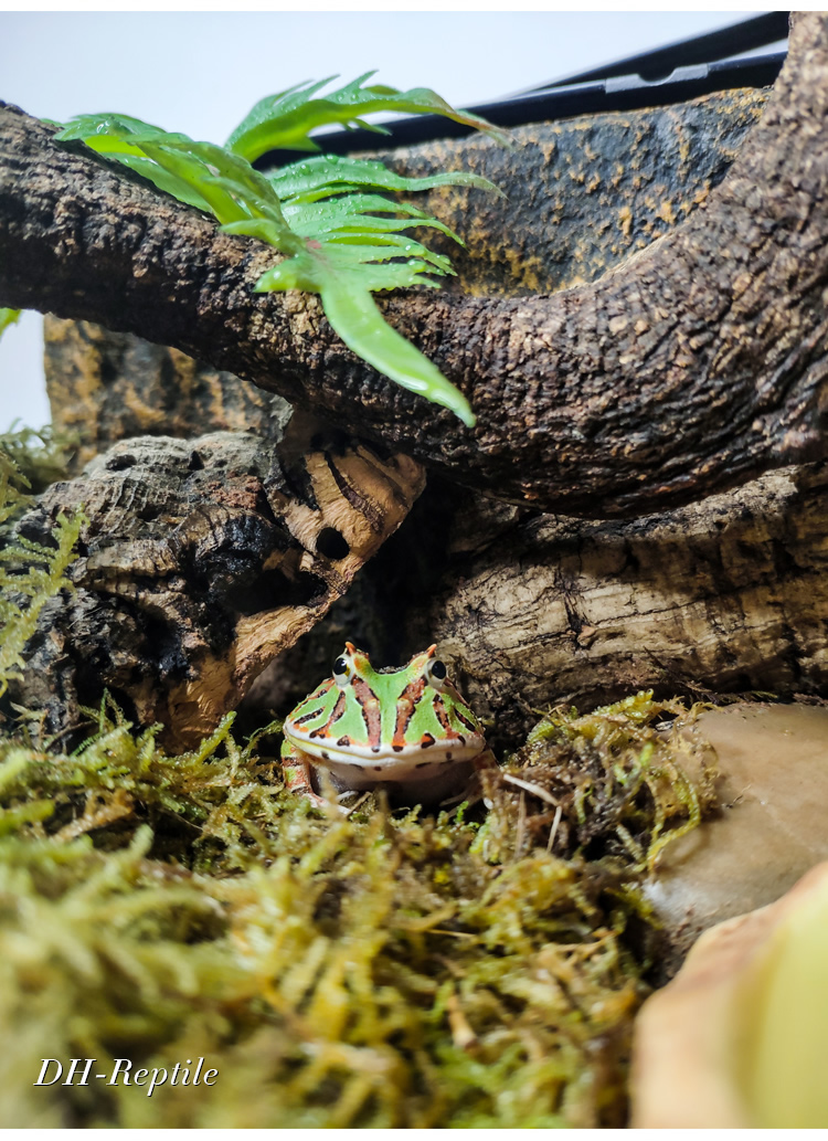 宠物角蛙造景玻璃饲养缸生态环境爬宠缸雨林缸水陆缸景观箱 小号 角蛙
