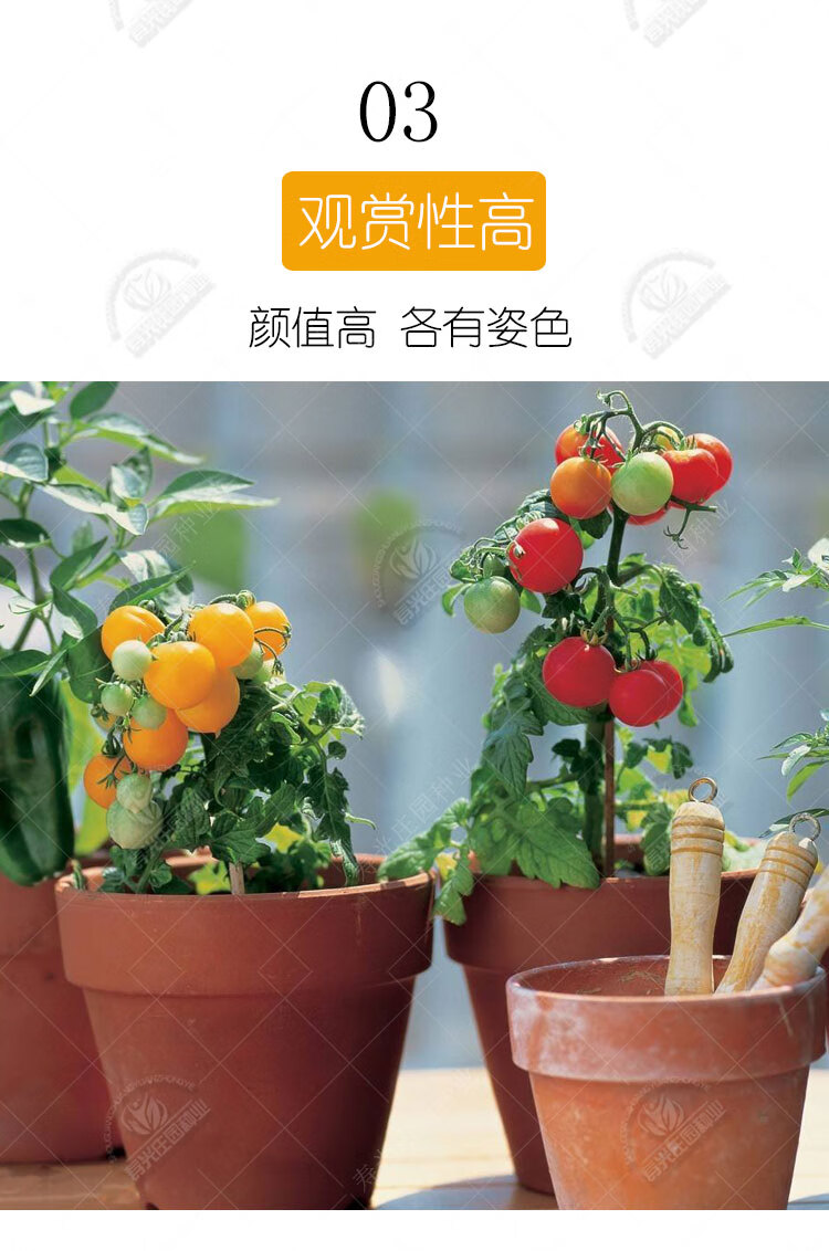 黄色矮生盆栽番茄种子 100粒分装【图片 价格 品牌 报价】-京东