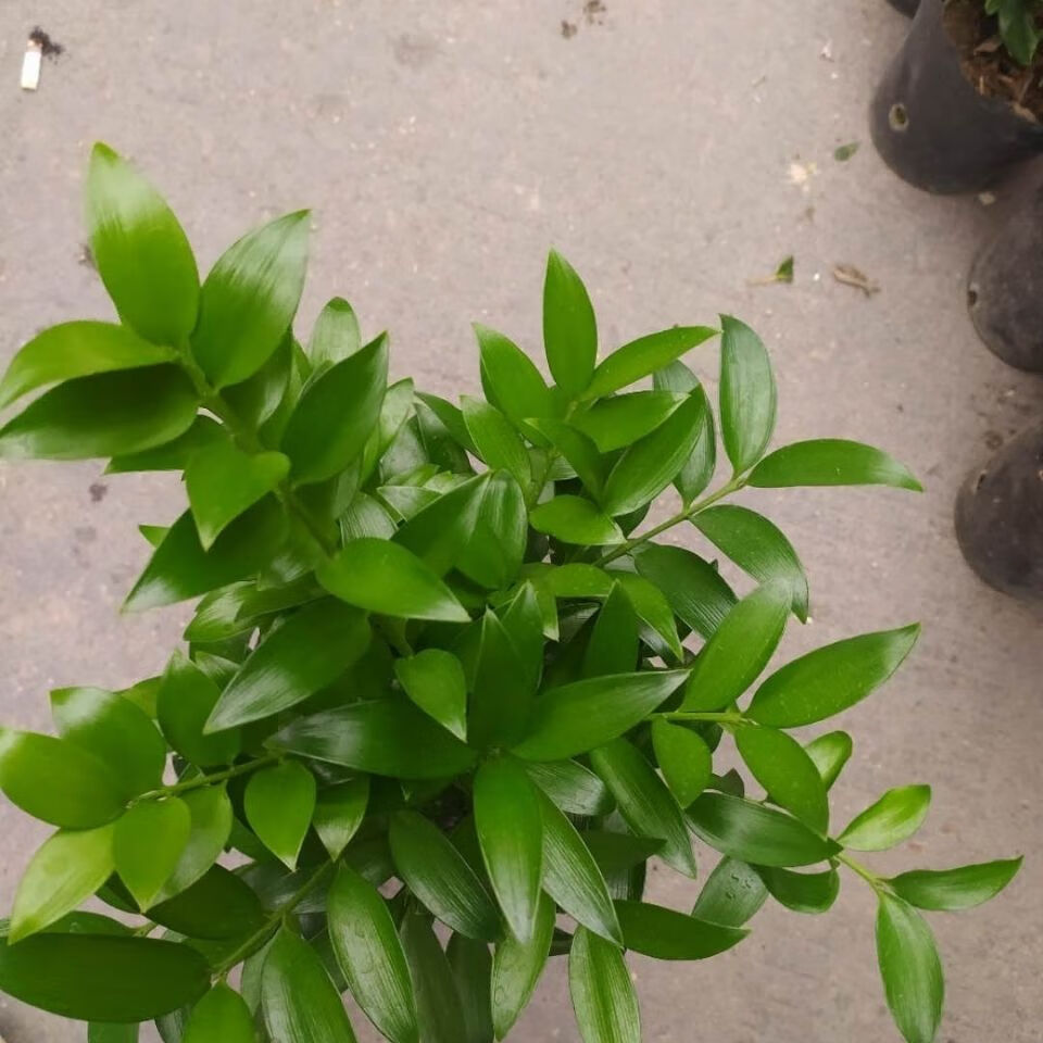 竹柏老桩头盆栽耐热耐寒室内阳台净化空气除观叶植物 精品竹柏老粗桩