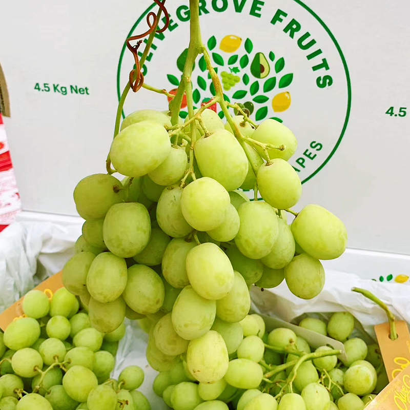 现货速发 澳大利亚进口甜地球秋天酥无籽青提2斤装葡萄新鲜水果提子