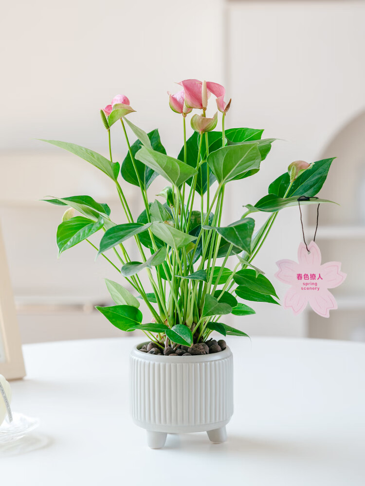 粉掌花烛桃色朱莉植物盆栽室内办公室桌面防辐射耐阴花卉绿植盆景粉掌