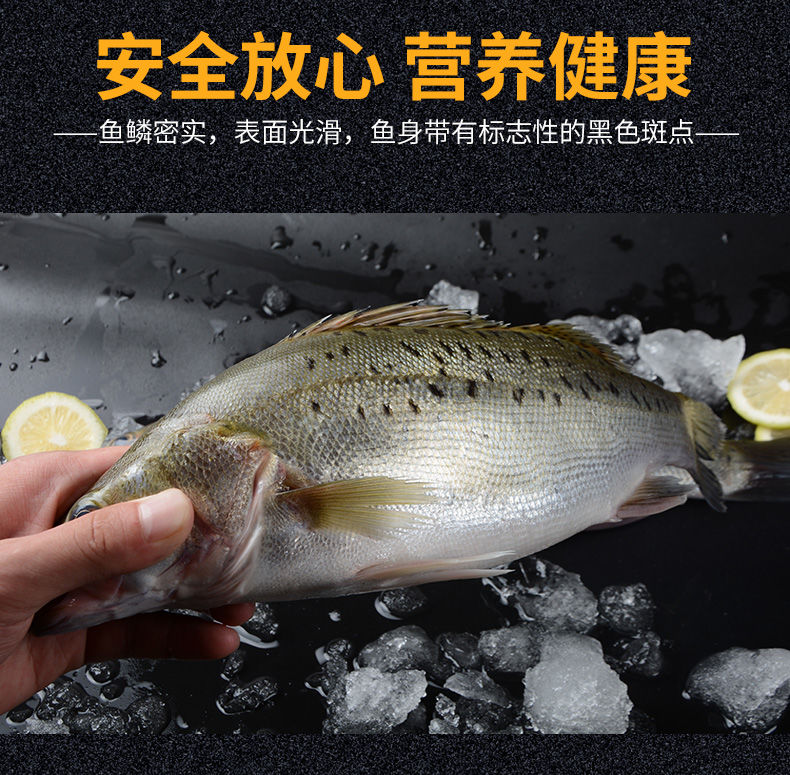 大鲈鱼新鲜鲜活海鱼花鲈鱼深海七星海鲈鱼海鲜水产生鲜海产品182斤条