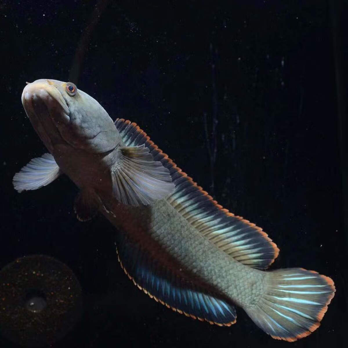 雷龙鱼观赏鱼冷水鱼龙鱼七彩雷龙淡水活体彩虹雷龙鱼活的耐寒低温