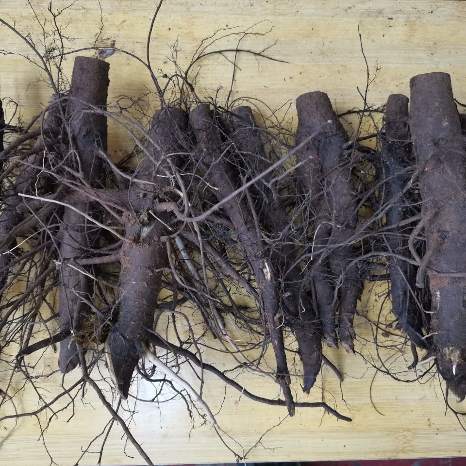 有仁堂 有仁堂 【现挖新鲜核桃树根】核桃鲜根核桃根干货晒干核桃树根