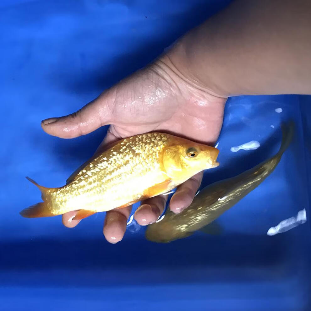 榮鬱 日本進口純種錦鯉紅白大正三色赤木芥子淺黃小魚苗淡水觀賞魚