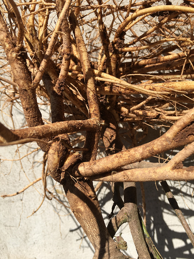 广西野生虎尾轮新鲜草药猫尾草现摘石参根煲汤料特产狐狸尾全草【图片