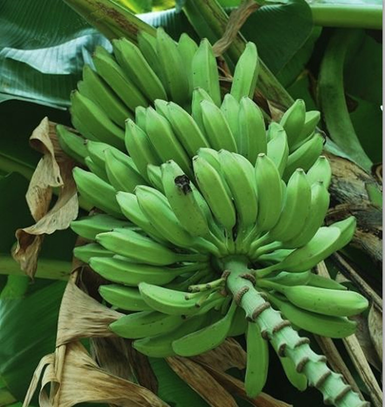 广东大蕉新鲜水果芭蕉酸甜非小米香蕉海南皇帝粉蕉banana 5斤