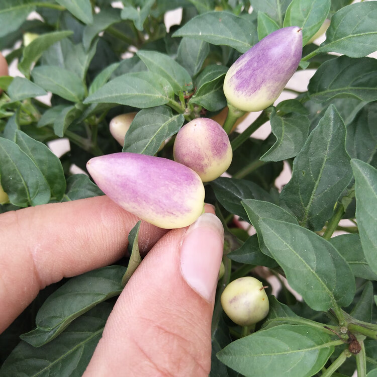 五彩椒朝天椒蘋果椒七彩椒盆栽食用觀賞辣椒苗陽臺庭院綠植物帶果 帶