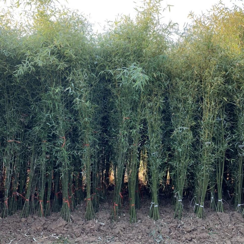 精选竹子苗庭院绿篱耐寒植物室内阳台盆栽紫竹苗四季常青绿化苗罗汉竹