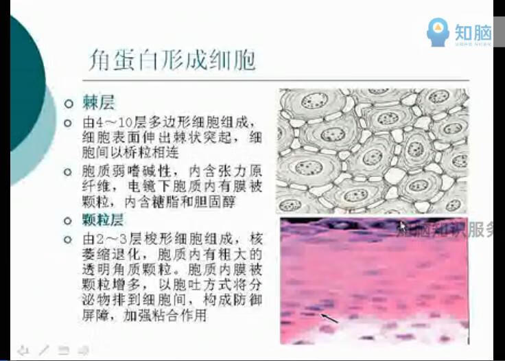 16，韓國皮膚琯理眡頻教程 皮膚生理學知識臉部麪部美白肌膚護理手法技術培訓PPT課件資料 皮膚琯理眡頻教程