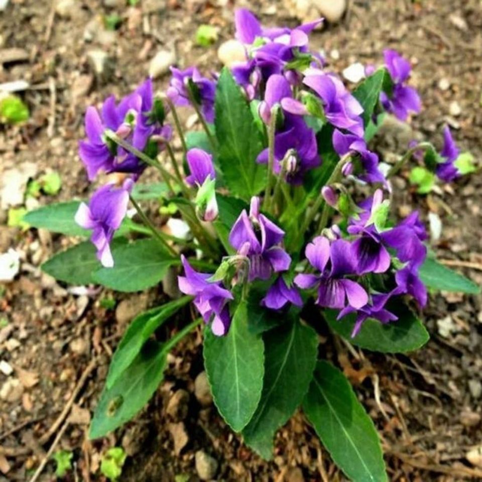 中药材紫花地丁个子新货地丁仅仅花250500克地丁个 250克半斤装【图片