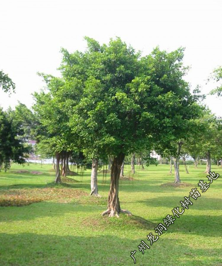 花姬正宗榕树苗 庭院别墅绿化 小叶榕苗 常绿细叶榕小苗 带叶榕树小苗