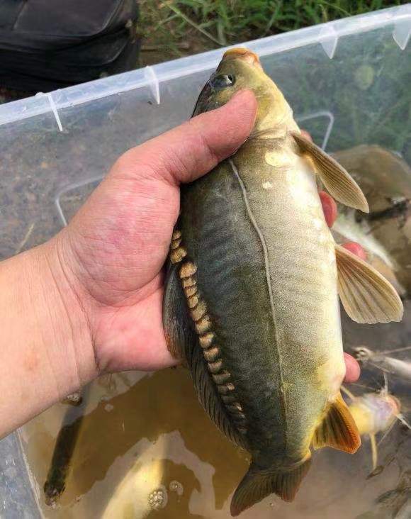 三道鳞鱼东北三道鳞鱼黑龙江淡水鱼三道鳞无鳞鱼鲜活速冻特产三道鳞2