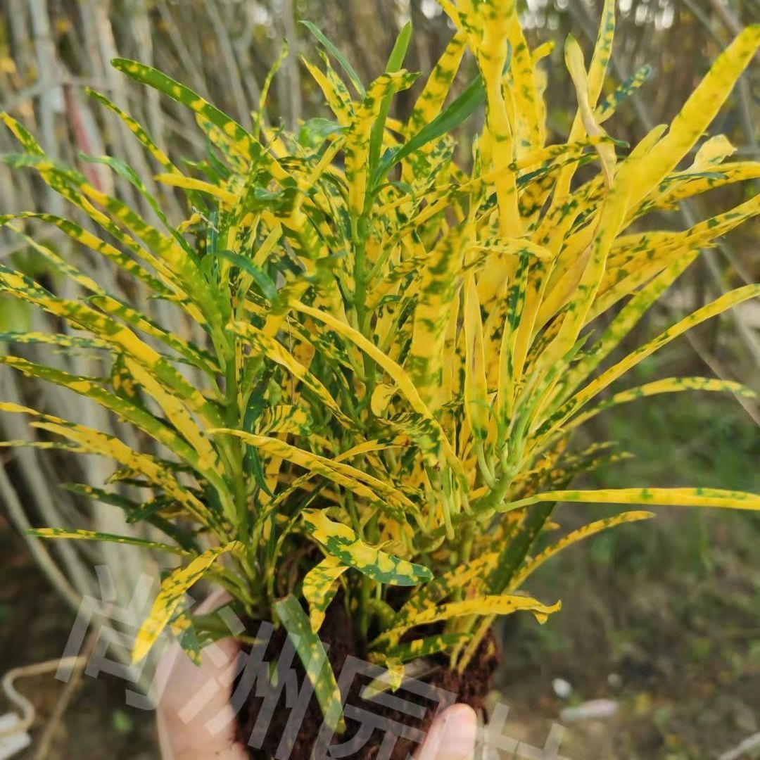 灑金榕植物變葉細木辦公室桌面花卉室內綠植萬兩好養易活 *黃金灑金榕