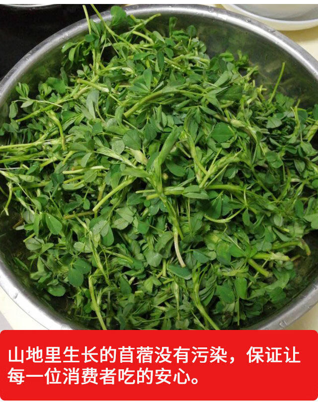 陝西秦嶺新鮮苜蓿菜頭茬苜蓿芽野菜蔬菜嫩苜蓿草頭現採現發2斤冰鮮