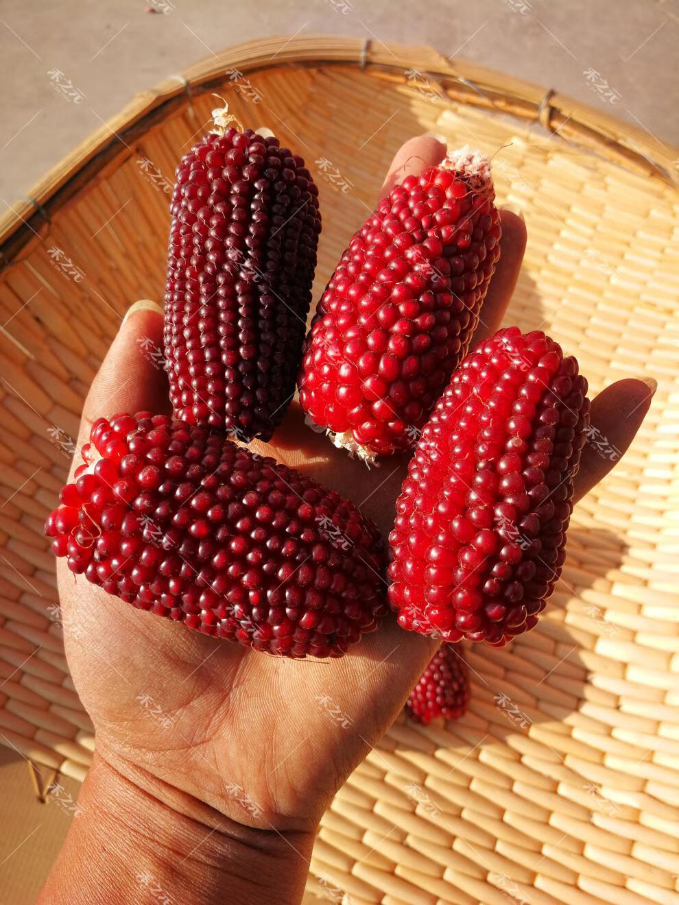 草莓玉米种子大全甜玉米种孑四季黑糯白水果玉米种籽春季牛奶甜糯 黑