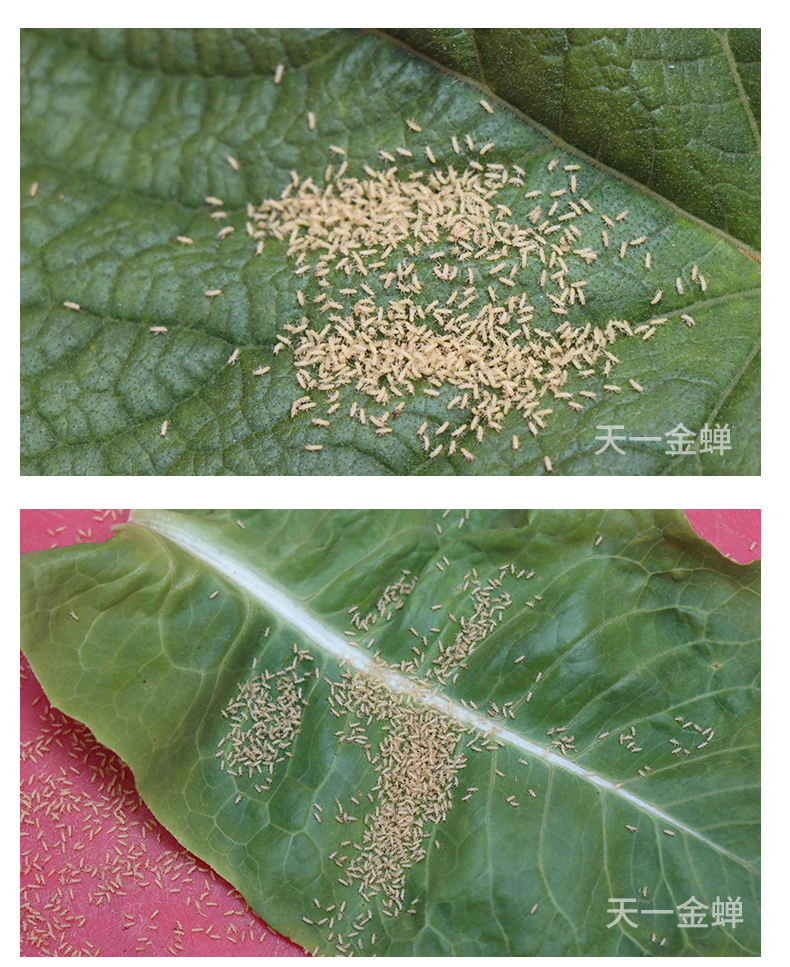 朴彩(pucai)知了猴种子 金蝉养殖 活体蝉蚁 金蝉苗幼苗 孵化好金蝉