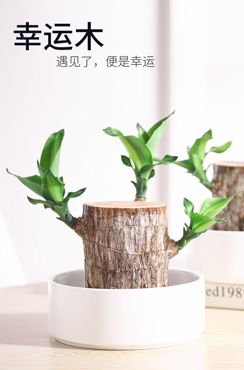 现货 京东云仓发货 巴西木水培植物懒人养易活四季长青花卉盆景桌面