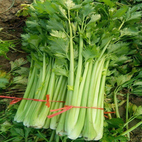 新鲜有机蔬菜西芹 农家种植3斤4斤5斤 产地直发脆嫩芹菜香芹现货特卖