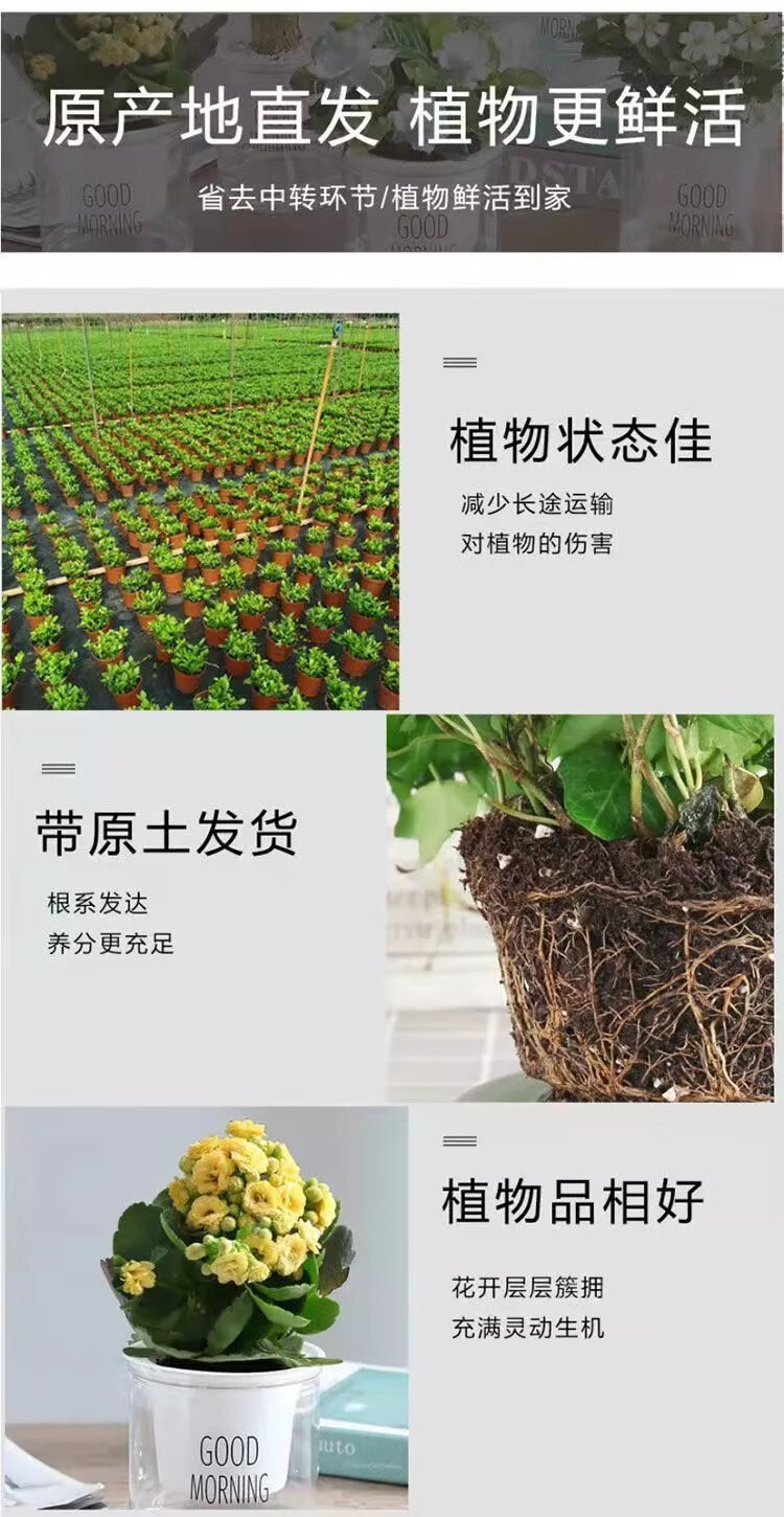 3，綠植盆栽花卉室內好養嬾人辦公室綠植梔子花發財樹九裡香水培植物 袖珍3盆 帶吸水盆栽好發貨