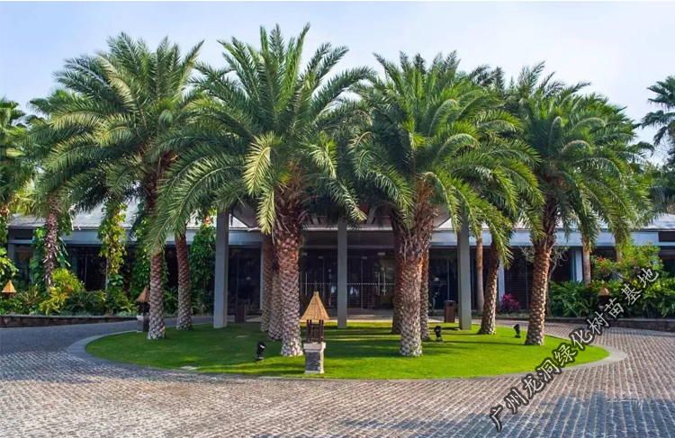 中东海枣树苗热带风情别墅公园耐寒风景树银海枣苗棕榈科植物中东海枣