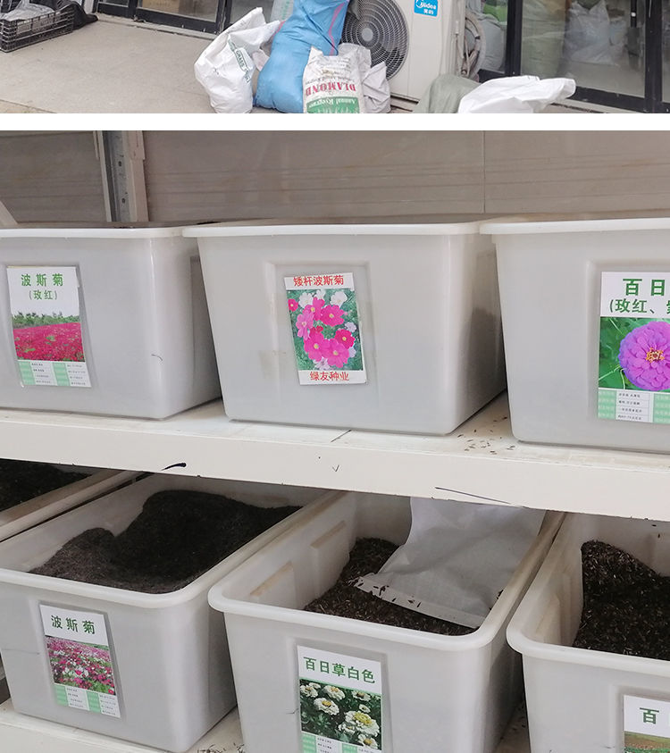 波斯菊花种子勿忘我百日草种子混色野花组合种孑四季开花庭院种植量大