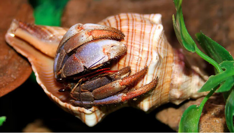 大海螺贝壳赤旋螺天然贝壳海螺花盆工艺品家居地中海装饰鱼缸造景水族