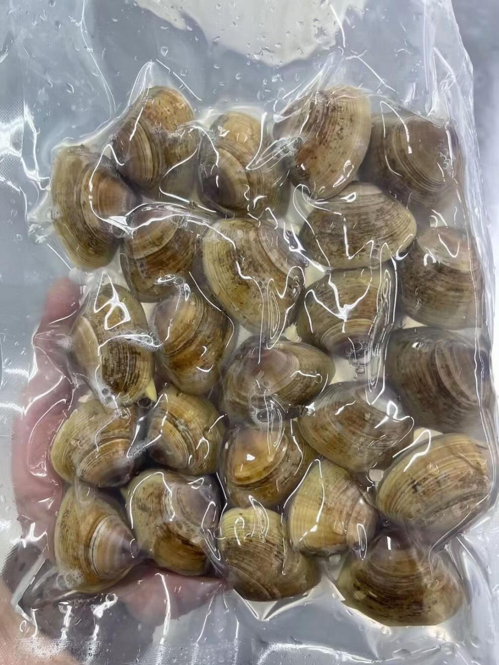 迈啃吱maikenzhi正宗丹东大黄蚬子带壳蛤蜊带壳文贝冷冻文蛤青柳蛤