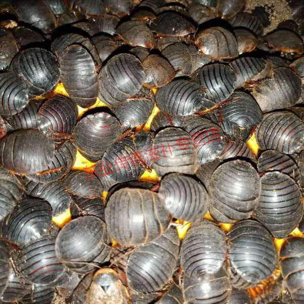 活土元活体土元地鳖虫中药原材料土鳖虫垂钓地乌龟土元活体500g康中尊