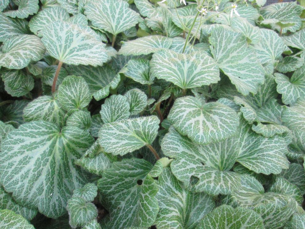 虎耳草盆栽苗金丝荷叶子水培假山新鲜盆景庭院植物大苗2株不含盆