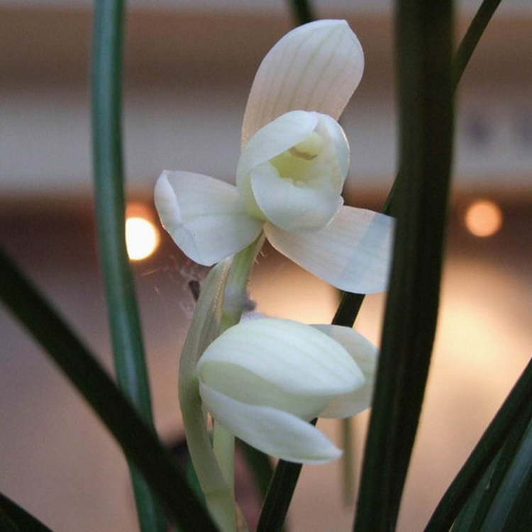 兰花苗 春兰永怀素莲瓣形兰花 浓香型花卉办公室内盆栽 组培永怀素5苗