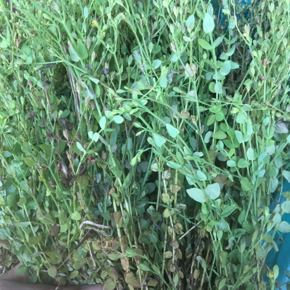 有仁堂野生草药田基黄地耳草禾虾气250g