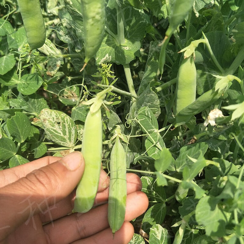 高产早熟中豌6号豌豆种子水果甜豌豆籽矮杆无架豌豆尖豌豆苗种子 无架