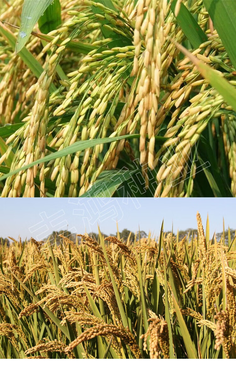 直播旱稻种子 临旱1号黄华占水稻种籽香米谷圆粒长粒珍珠米种孑 旱稻