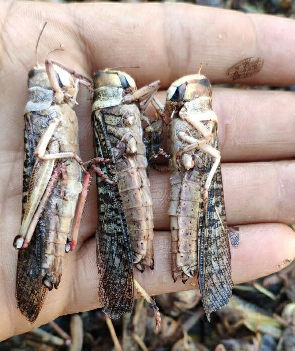 土蚂蚱促销活体速冻冰鲜蝗虫食用昆虫油炸即食美食土特产混去翅一斤