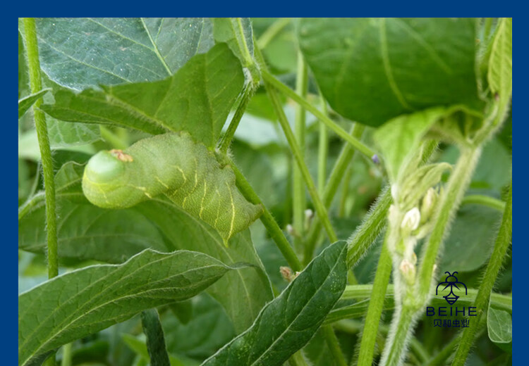 活豆虫大青虫高蛋白豆丹猪儿虫芝麻虫食用昆虫钓鱼宠物活体下蛰土 70