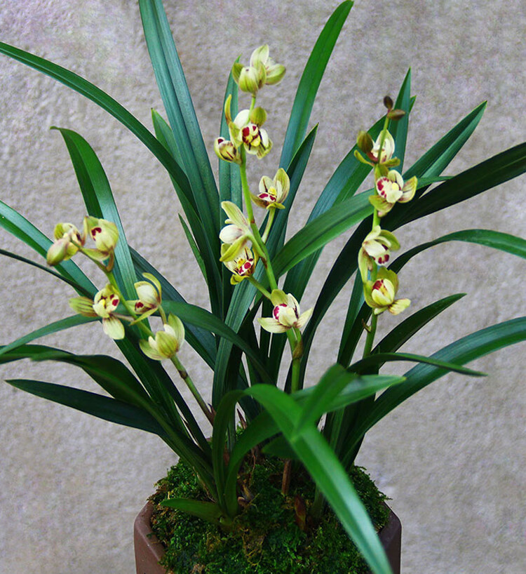 名贵兰花苗【金荷】矮种四季兰建兰盆栽绿植室内花卉兰草 市长红4苗