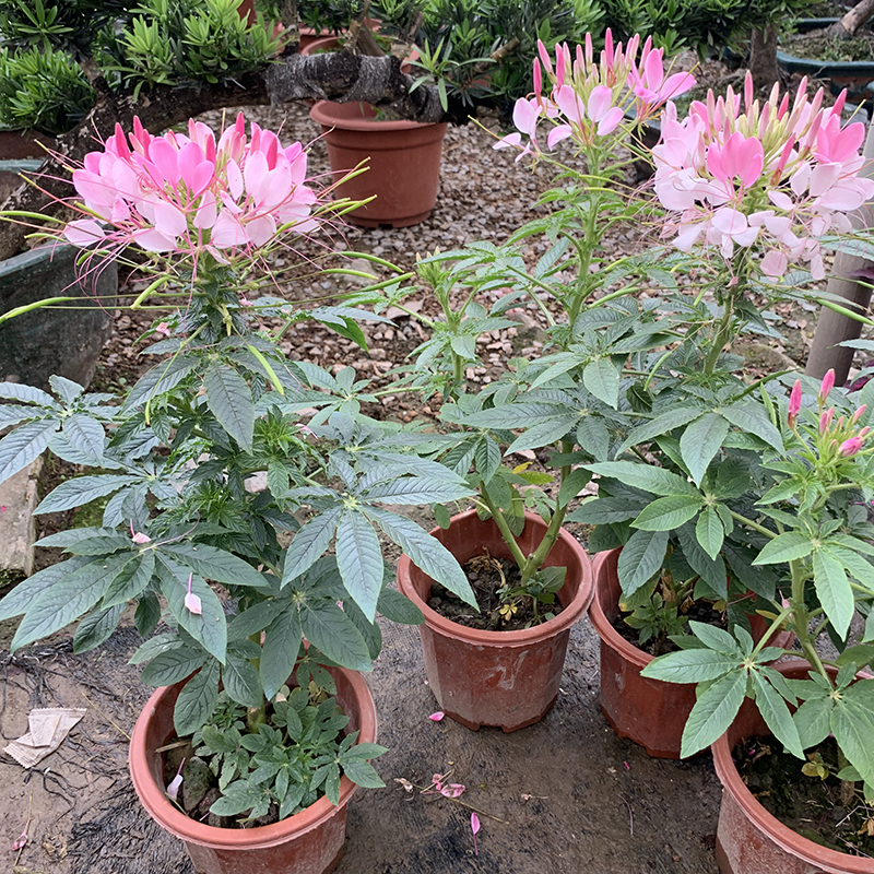 多瑙梦醉蝶花盆栽苗凤蝶草耐热高温花期长别墅庭院盆栽阳台花卉苗蝴蝶