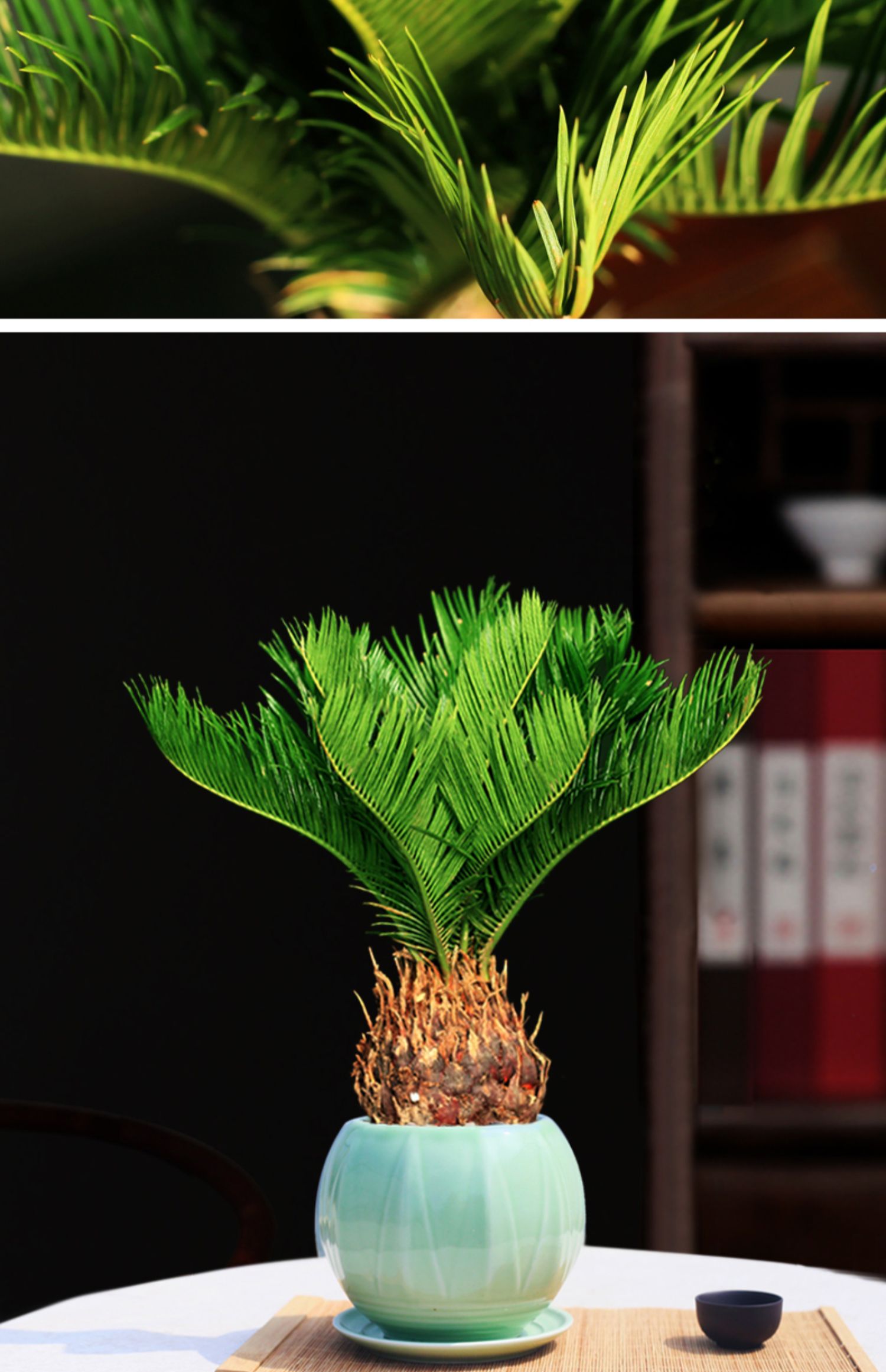 【心头肉】铁树盆栽苏铁小盆景室内桌面好养植物阳台庭院耐寒四季常青