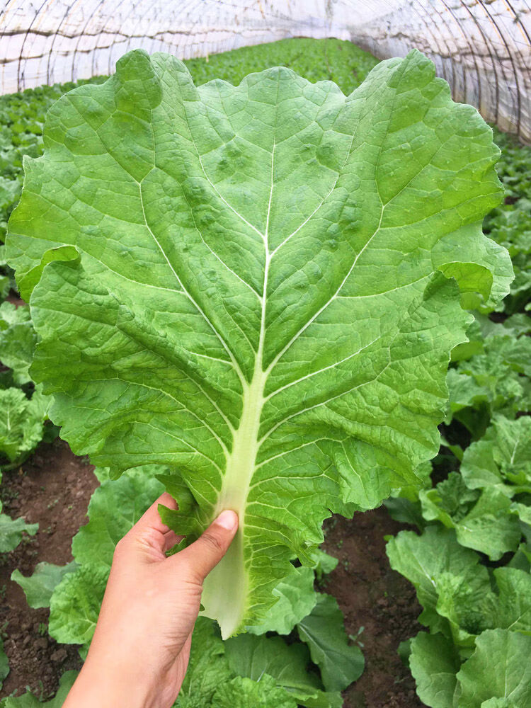 新鲜大白菜叶 东北农家蔬菜包饭包白菜叶子蘸酱菜现摘现发 20片送酱