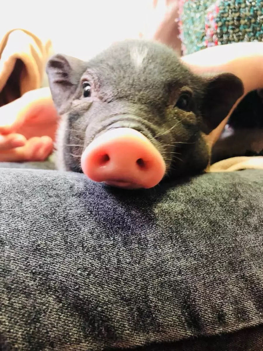 小香猪活体 幼崽家养纯种宠物猪可爱萌宠网红猪仔长不大迷你猪 小香猪