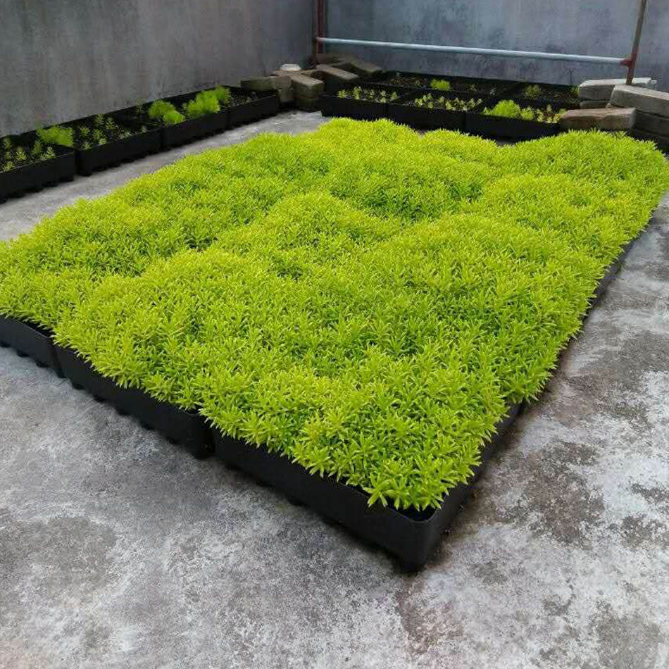 佛甲草苗屋顶绿化宿根多年生草皮容器盆栽中华景天蓝色金色佛甲草苗q