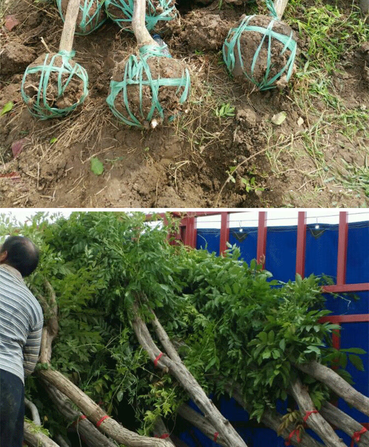 大凌霄花树苗庭院围墙爬藤攀援植物中国凌霄 凌霄10公分粗【图片 价格