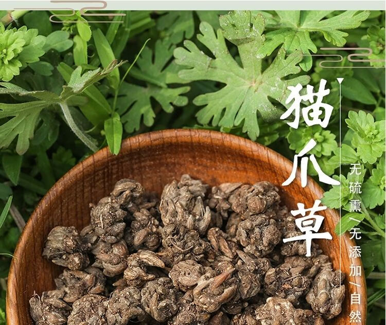 猫爪刺图片与功效?图片